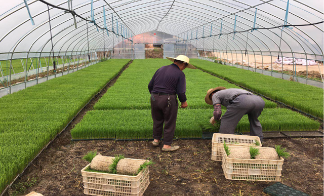 3.机械化育插秧.png 3.机械化育插秧.png