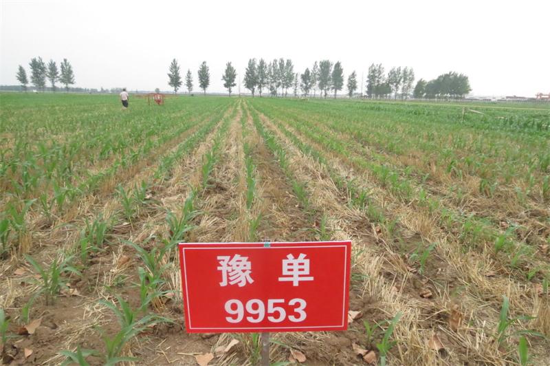 玉米籽粒收试验 3.jpg 玉米籽粒收试验 3.jpg