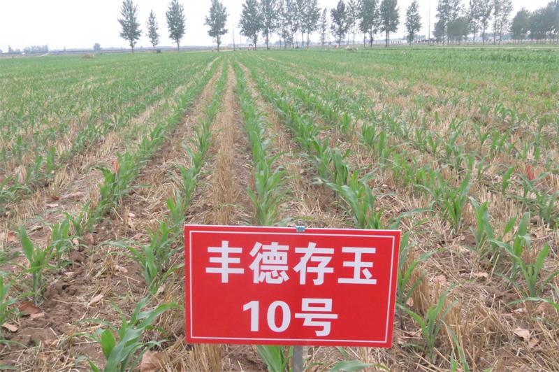 玉米籽粒收试验 4.jpg 玉米籽粒收试验 4.jpg