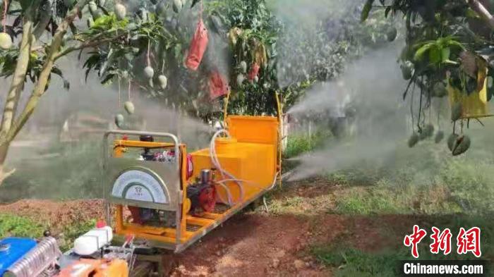 图为芒果扶贫产业园内的轨道运输机搭载喷药机正在给芒果喷药 韦莲香 摄